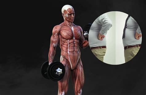 Combatting male belly fat? Best diet & workout tips for a leaner physique.