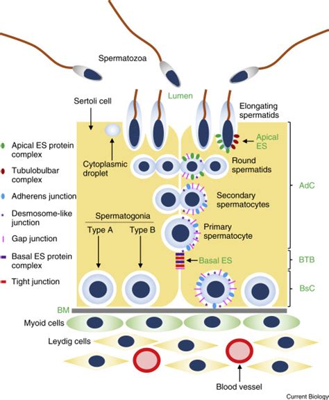 Spermatogenesis: Current Biology