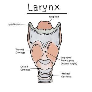 What is the physiological role of the laryngeal prominence, commonly known as the Adam’s apple, which is typically more pronounced in men?