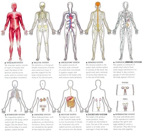 The 3 Musketeers: Human Body