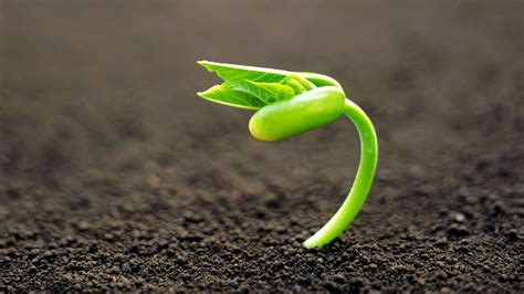 Growing Plant Wallpapers - Top Free Growing Plant Backgrounds ...