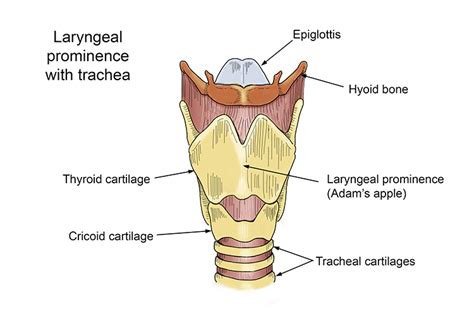 What is the primary anatomical feature responsible for the visible “Adam’s apple” in men?