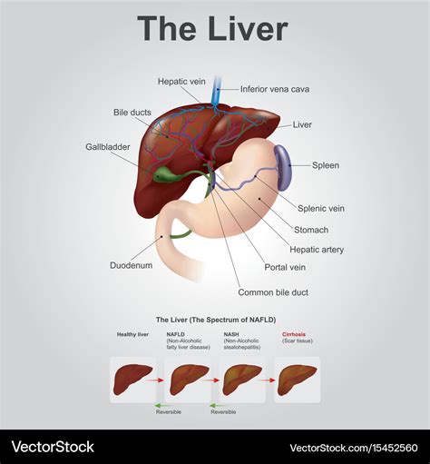 Surgical Anatomy Of Liver