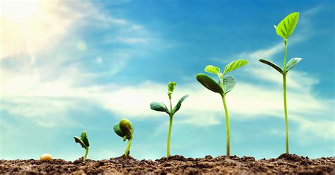 What Is The Fastest Growing Plant From Seed at Joshua Renaud blog