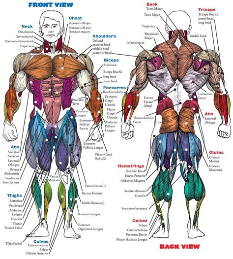 Diagram Muscles Major Muscle Groups