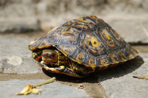 Vocal communication recorded in 53 animals we thought were silent | New Scientist