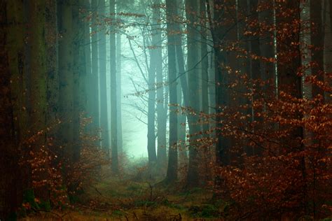 1000+ Beautiful Dark Forest Photos · Pexels · Free Stock Photos
