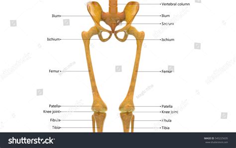 Human Skeleton Anatomy Hip Femur Joints Stock Illustration 545225635