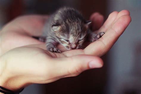 Tiny Animal