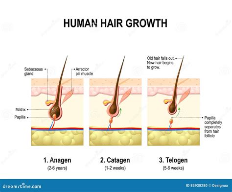 Hair Growth Process Stages With Anatomical Phases Structure Outline Diagram Vector Illustration ...