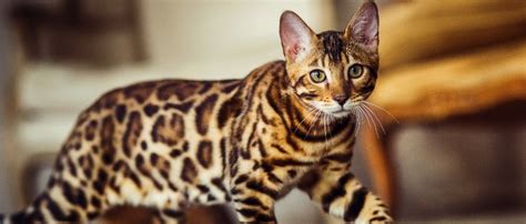 The 16 Rarest Cat Breeds Ever Rare Cat Breeds Top 10 Rare Cat Breeds
