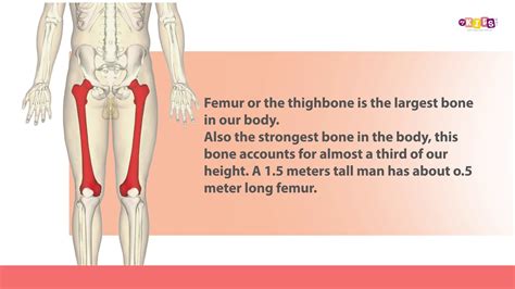 What is the longest bone in the human body?