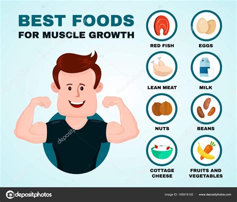 Best foods for muscle growth infographic — Stock Vector © Kahovsky ...