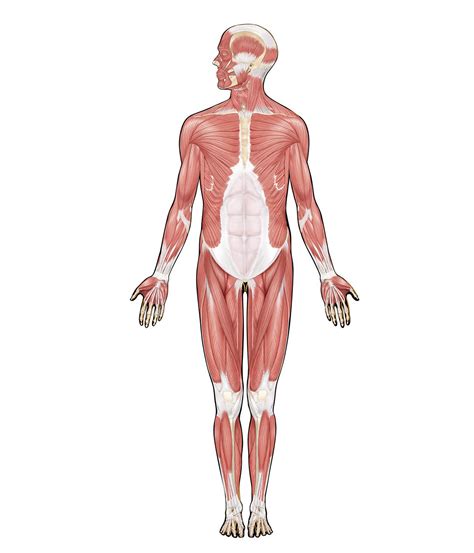 Human muscle system - Shoulder Muscles, Joints, Movements | Britannica