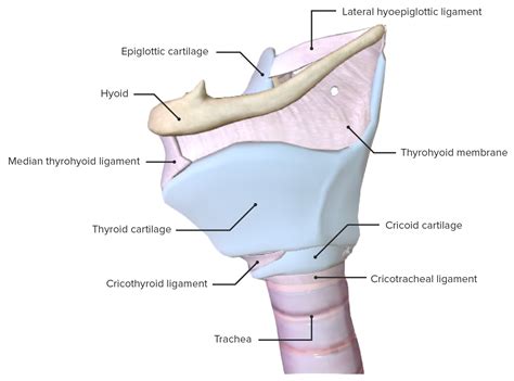 Larynx: Anatomy | Concise Medical Knowledge