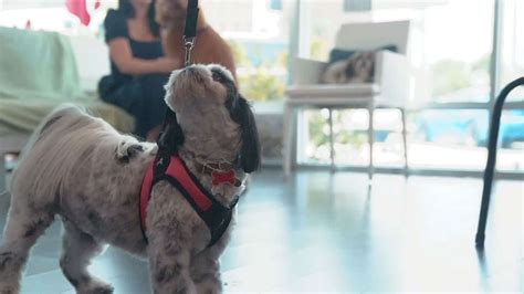 How To Determine Pricing For Your Dog Grooming Business | Groom Haüs