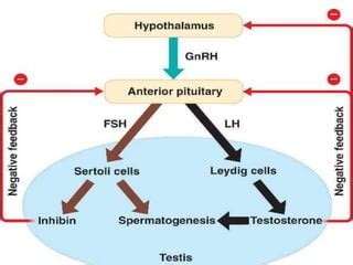 HORMONAL CONTROL OF GAMETOGENESIS SPERMATOGENESIS OOGENESIS | PPTX | Infertility | Reproductive ...