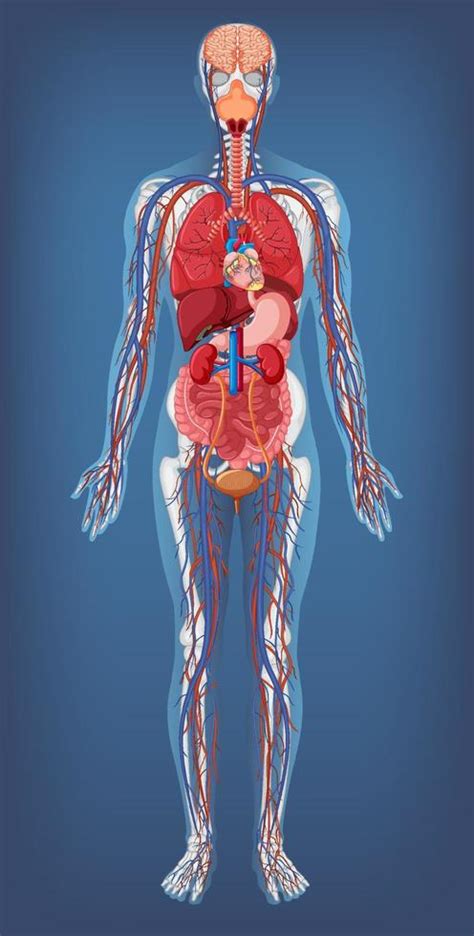 Human Body Free Images - Infoupdate.org