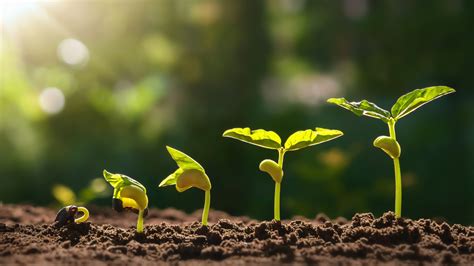 Growth learning mindset development tool | The virtual training team | VTT