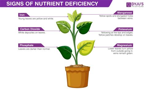 When considering men’s metabolic health and sustained energy levels throughout the day, what role do micronutrients play that is often overshadowed by discussions of macronutrient ratios?