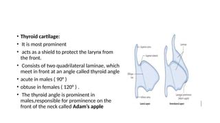 Which specific cartilage in the larynx is typically more prominent in men, forming what is commonly known as the “Adam’s apple”?