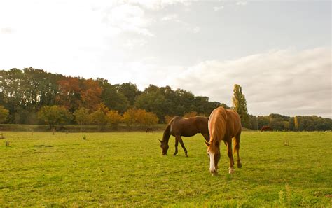 Ecuries des Moulins - Infrastructures