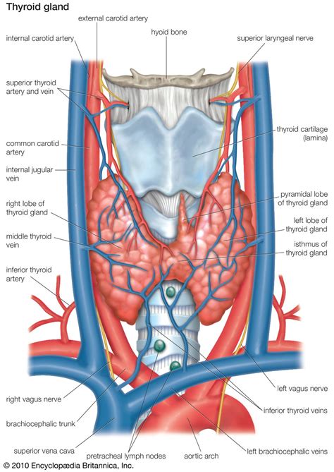 Thyroid gland - Regulation, Hormone, Secretion | Britannica