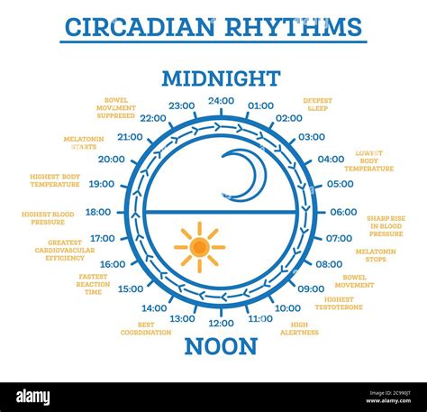 Circadian Rhythm. Vector Illustration. Scheme of Sleep Wake Cycle. Infographic Elements ...