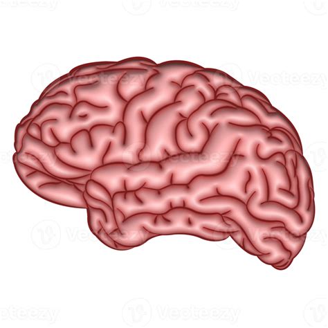 3d illustration human brain transparent background 13114272 PNG
