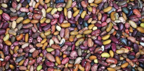 5 Affordable Protein Sources