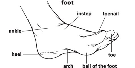 Foot Definition & Meaning | Britannica Dictionary