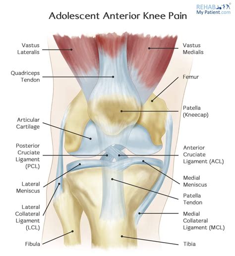 Anterior Knee Anatomy at Robt Devane blog