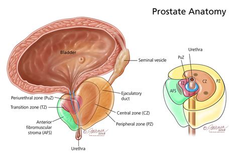 The Prostate Gland - Medika Life :: Understanding Human Anatomy