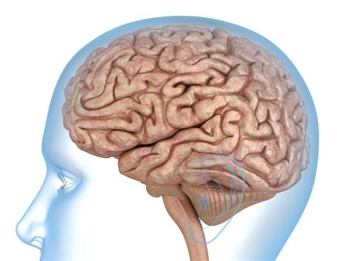 Human Brain anatomy 3D model 3D model | CGTrader