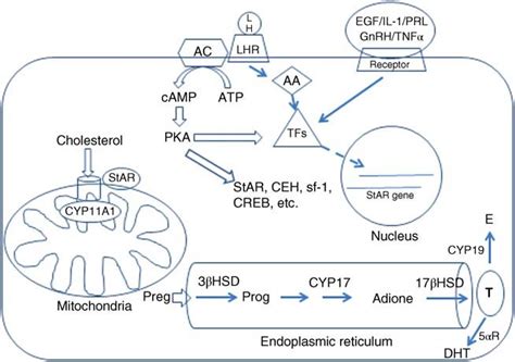1 Mechanisms involved in the synthesis of testosterone. | Download Scientific Diagram