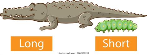 8+ Hundred Long Short Clipart Royalty-Free Images, Stock Photos ...