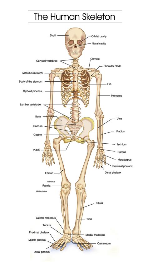Detailed Human Skeleton Diagrams - Health, Medicine and Anatomy Reference Pictures | Ideas for ...