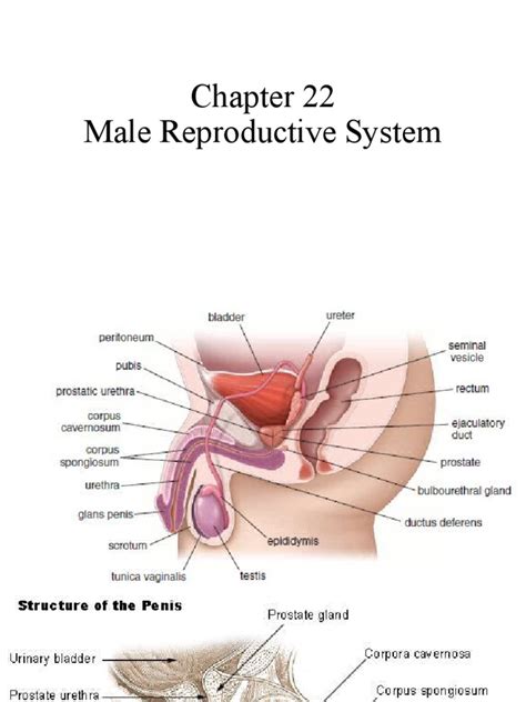 Male Reproductive System | PDF