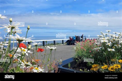 Couple dog enjoying life hi-res stock photography and images - Alamy