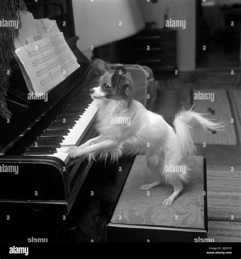Small group animals Black and White Stock Photos &amp; Images - Alamy