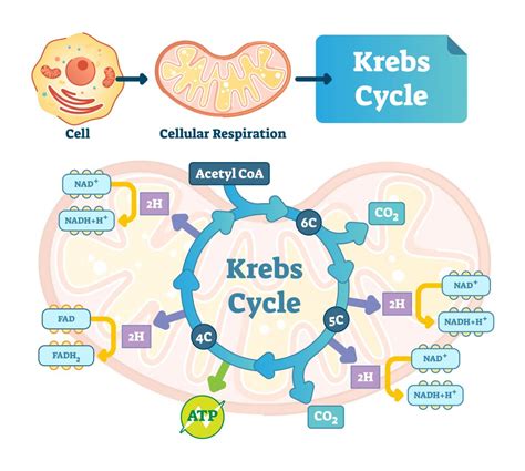 Mitochondria - NADH and ATP production via different pathways - Elizma Lambert