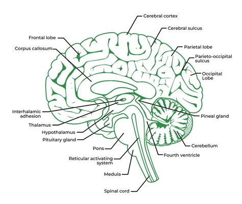 Anatomy of the Brain - GeeksforGeeks