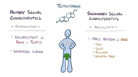 Video: Testosterone