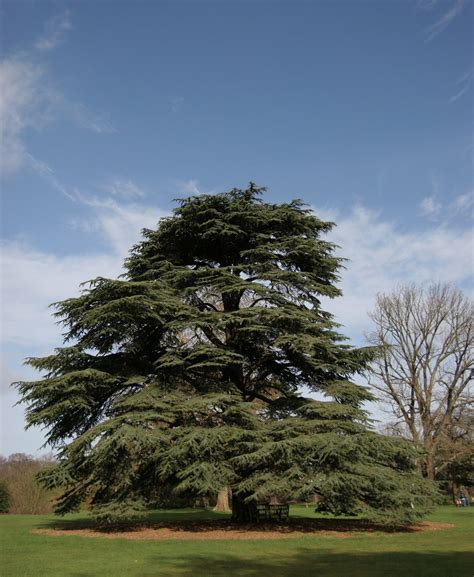 Cedar Tree Free Photo Download | FreeImages