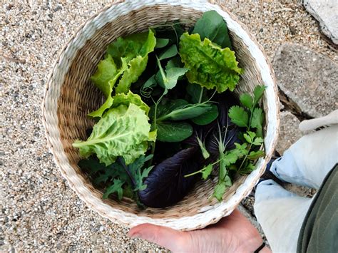 Tips for a Healthy and Affordable Grocery List - Simple Home Life