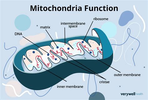 Mitochondriale Matrix