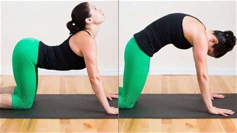 Improve posture and spinal health with Yoga’s Cat-Cow stretch or ...