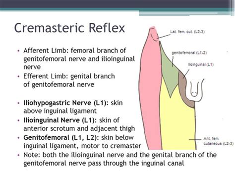 ว่าด้วยเรื่อง scrotum Dartos -... - Clinical Anatomy