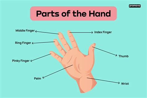 Hand Parts Name: The Essential Parts of Human Hands Explained | Promova ...