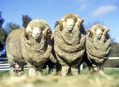 Merino Sheep Breed Information: A Good Forager and Producer of High ...